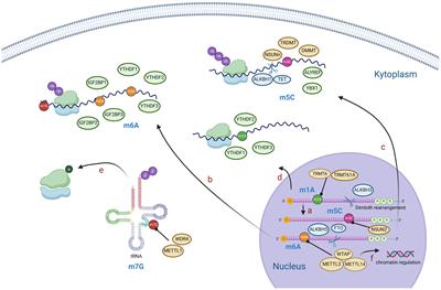 The role of RNA modifications in hepatocellular carcinoma: functional mechanism and potential applications